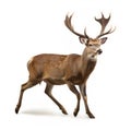 Professional Photo Of Brown Deer In Dramatic Movement On White Background