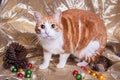 Cute wide eyed kitty cat on a Christmas themed set pine cones colored ornaments and gold background Royalty Free Stock Photo