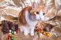 Wide eyed kitty cat on holiday Christmas themed background Royalty Free Stock Photo