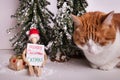 Orange and white kitty cat napping next to wooden jointed doll sitting holding a sign Merry Catmas on wintery scene