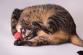 Crazy active house cat playing with toy ball mouth wide open clawing studio portrait