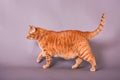 Full body profile portrait of short hair orange domestic house cat
