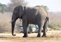 Professional photographer taking shots of an African Elephant in