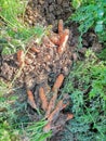 How to pick carrots. Very util! Royalty Free Stock Photo