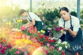 Professional positive young female worker gardening in glasshouse, checking Petunia flower in pot Royalty Free Stock Photo