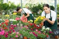 Skillful young woman, botanist checking flower petals while holding pot with Petunia in glasshouse Royalty Free Stock Photo