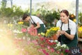 Professional positive young female worker gardening in glasshouse, checking Petunia flower in pot Royalty Free Stock Photo