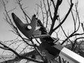 Professional pruner with tensioner and chain for trimming trees against the sky