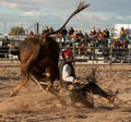 Professional Rodeo Bull Riding