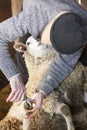 Professional sheep shearer trimming nails in a Connecticut barn