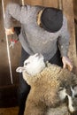 Professional sheep shearer trimming nails in a Connecticut barn
