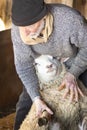 Professional sheep shearer wrestling with sheep in a Connecticut barn