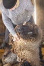 Professional sheep shearer wrestling with sheep in a Connecticut barn