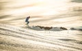 Professional skier performing acrobatic jump on downhill ride