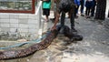 professional staff bathing pythons in zoo enclosures