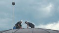 Professional steeplejacks are working on the roof of business center