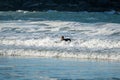 Professional surfer catching waves at Bondi Beach in Australia