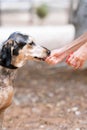 Professional training for dogs in nosework. An activity to find tasty treats by smell. Games for dog