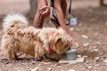 Professional training for dogs in nosework. An activity to find tasty treats by smell. Games for dog