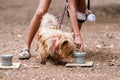 Professional training for dogs in nosework. An activity to find tasty treats by smell. Games for dog