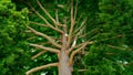 Professional tree care services including removal trimming pruning and maintenanc. Concept Tree