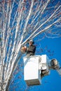 Professional tree cutter removes a limb from a maple tree