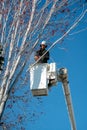 Professional tree cutter works on a removal of a maple