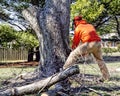 Professional Tree Remover Cuts Tree