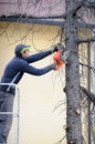 Professional tree trimming