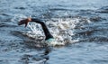 Professional triathlete swimming in river's open water. Man wearing swim equipment practicing triathlon on the beach in Royalty Free Stock Photo