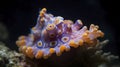Professional underwater macro close up photo of a nudibranch Sagaminopteron psychedelicum Royalty Free Stock Photo