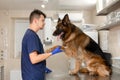 A professional vet doctor examines a large adult dog breed German Shepherd. A young caucasian male vet works in a veterinary Royalty Free Stock Photo
