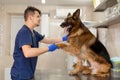 A professional vet doctor examines a large adult dog breed German Shepherd. A young caucasian male vet works in a veterinary Royalty Free Stock Photo