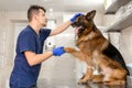 A professional vet doctor examines a large adult dog breed German Shepherd. A young caucasian male vet works in a veterinary Royalty Free Stock Photo