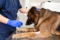 A professional vet doctor examines a large adult dog breed German Shepherd. A young caucasian male vet works in a veterinary Royalty Free Stock Photo