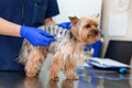 Professional vet doctor examines a small dog breed Yorkshire Terrier using a stethoscope. A young male veterinarian of Caucasian Royalty Free Stock Photo