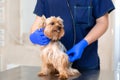 Professional vet doctor examines a small dog breed Yorkshire Terrier using a stethoscope. A young male veterinarian of Caucasian Royalty Free Stock Photo