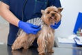 Professional vet doctor examines a small dog breed Yorkshire Terrier using a stethoscope. A young male veterinarian of Caucasian Royalty Free Stock Photo