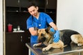 Professional vet petting a big aging dog at the pet clinic Royalty Free Stock Photo