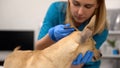 Professional veterinarian checking dogs ears, preventive wellness examination