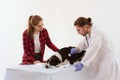 Dog getting checked at vet clinic with thir owner. Royalty Free Stock Photo