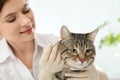 Professional veterinarian cleaning cat`s ears