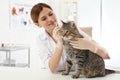 Professional veterinarian cleaning cat`s ears