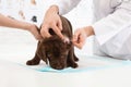 Professional veterinarian cleaning puppy`s ears Royalty Free Stock Photo