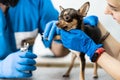 A professional veterinarian cuts the claws of a small dog of the Chihuahua breed on a manipulation table in a medical clinic. Pet