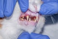 Professional veterinarian examining cat`s teeth in clinic. The cat has diseased teeth