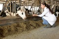 Professional veterinarian feeding cow with hay on farm. Animal husbandry