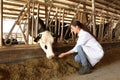 Professional veterinarian feeding cow with hay on farm. Animal husbandry