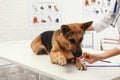 Professional veterinarian giving pill to German Shepherd dog