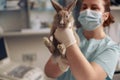 Professional veterinarian with mask and gloves holds funny grey rabbit in hospital Royalty Free Stock Photo